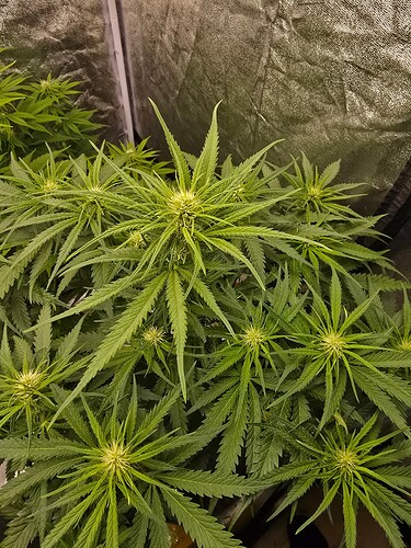 Growreport Bild 8
