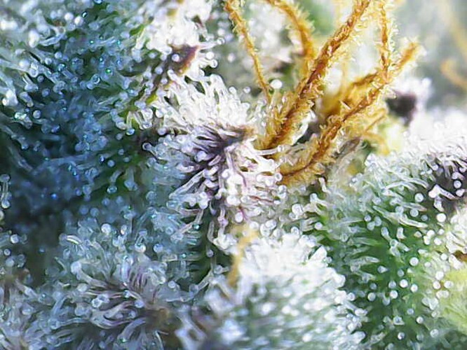 Growreport Bild 12