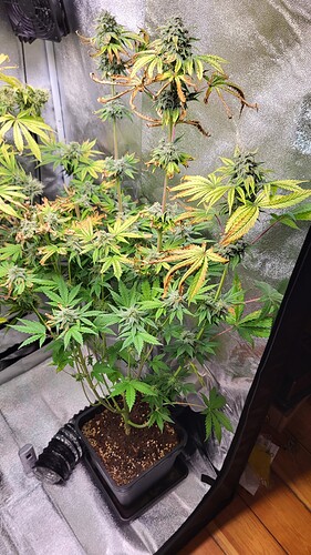 Growreport Bild 1