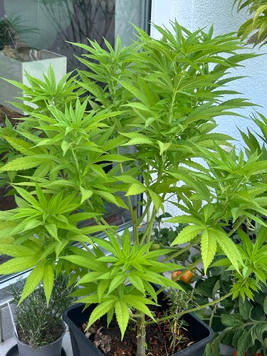 Growreport Bild 27