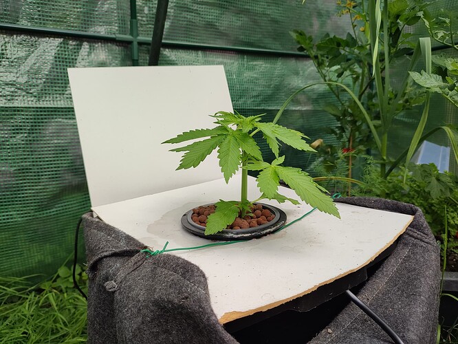 Growreport Bild 6