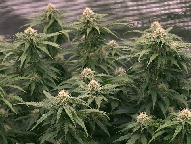 Growreport Bild 9