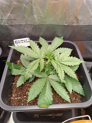SB1 3
