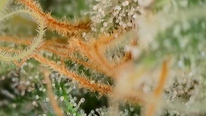 Growreport Bild 33