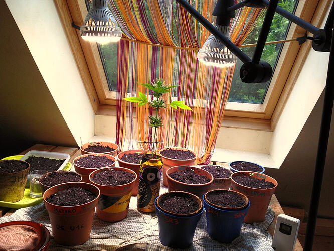 Grow26_0511_1