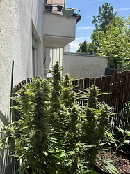 Growreport Bild 5