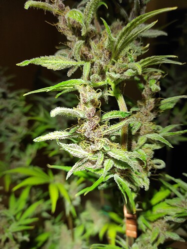 Growreport Bild 4