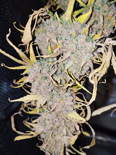 Growreport Bild 141