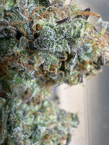 Growreport Bild 9