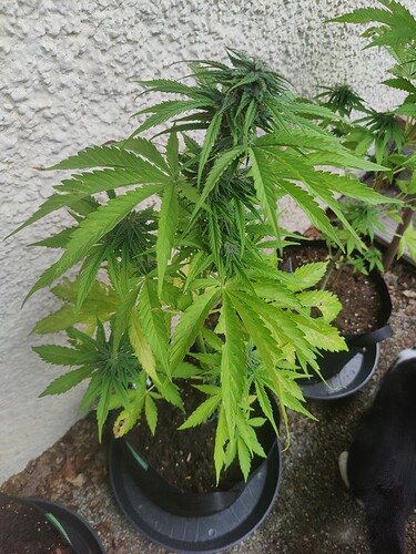 Growreport Bild 5