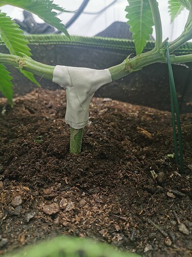 Growreport Bild 20