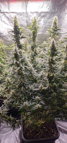 Growreport Bild 2