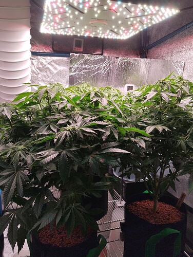 IMG_20250122_205410 - Kopie