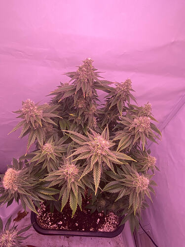 Growreport Bild 8