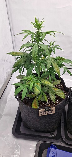 Growreport Bild 9