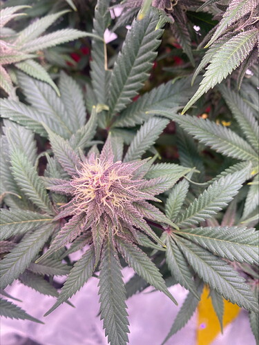 Growreport Bild 6