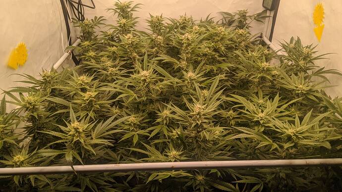 Growreport Bild 1