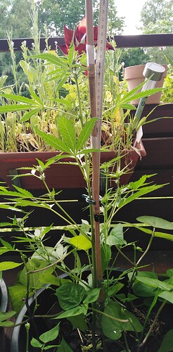 Growreport Bild 4