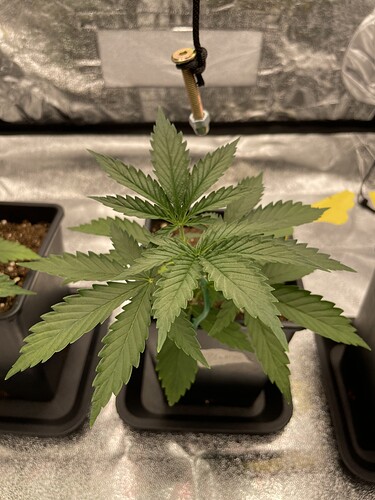 Growreport Bild 8