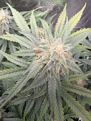 Growreport Bild 20