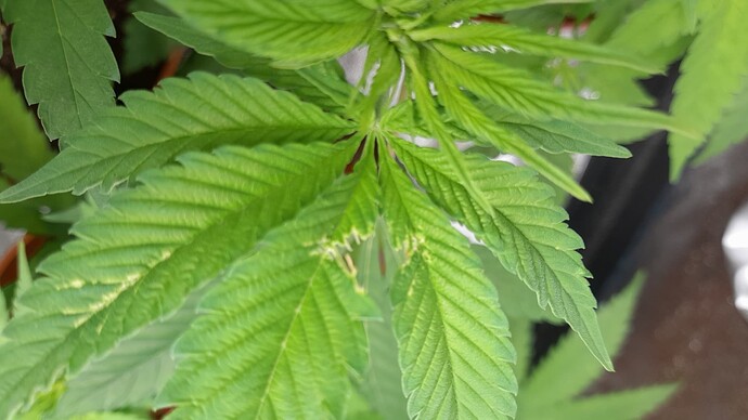 Growreport Bild 1