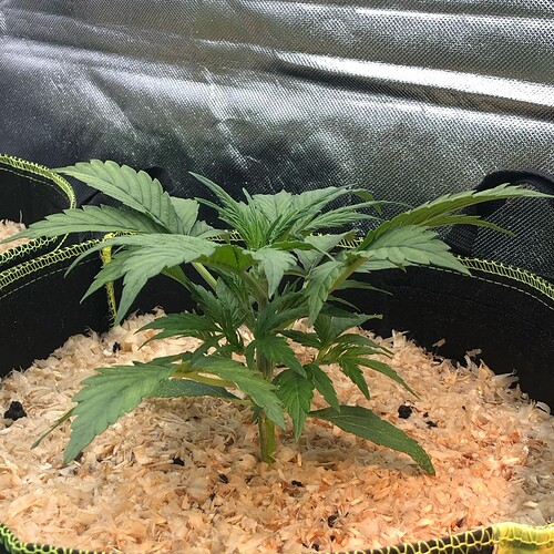 Growreport Bild 3
