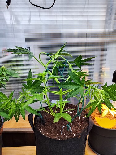 Growreport Bild 1