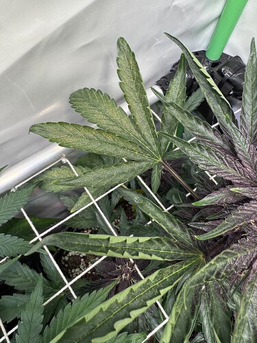 Growreport Bild 30