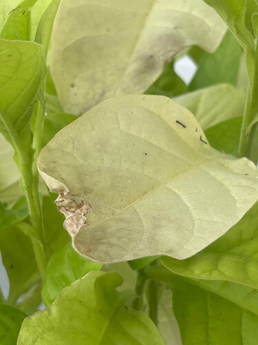 Growreport Bild 68