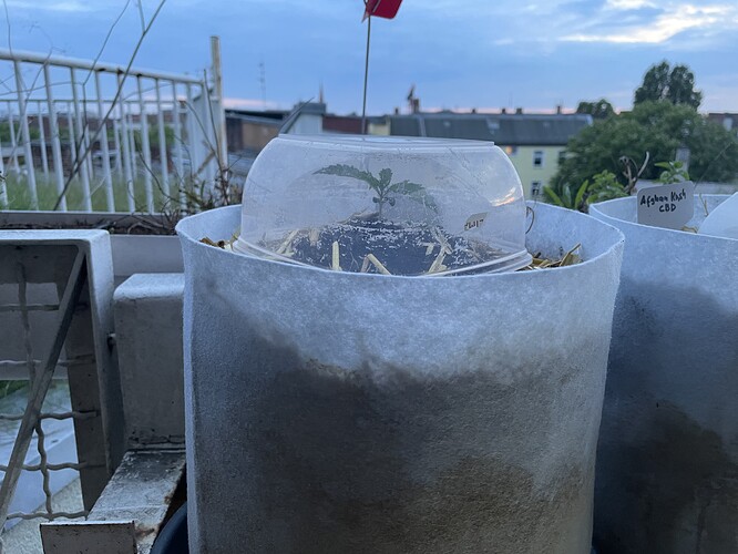 Growreport Bild 7