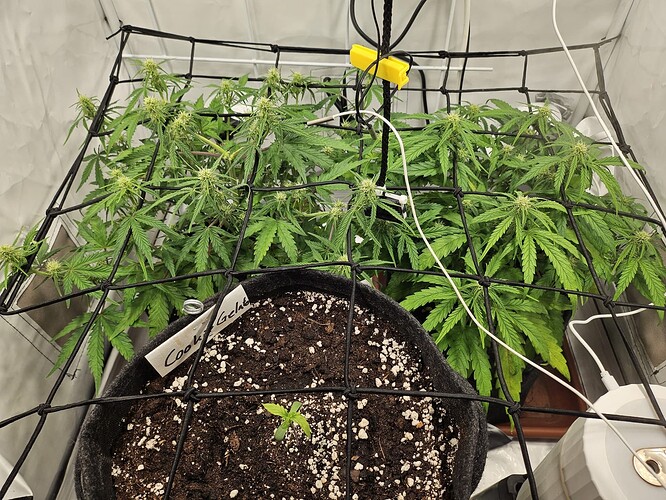 SCROG-Grad