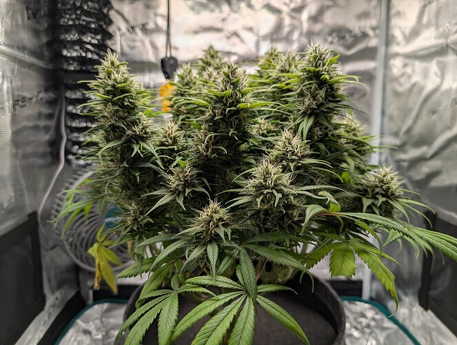 Growreport Bild 3