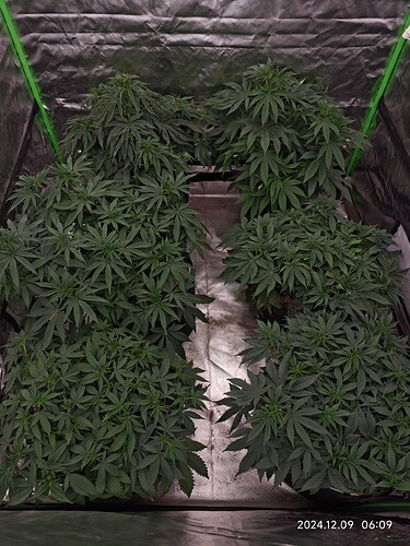 Growreport Bild 1
