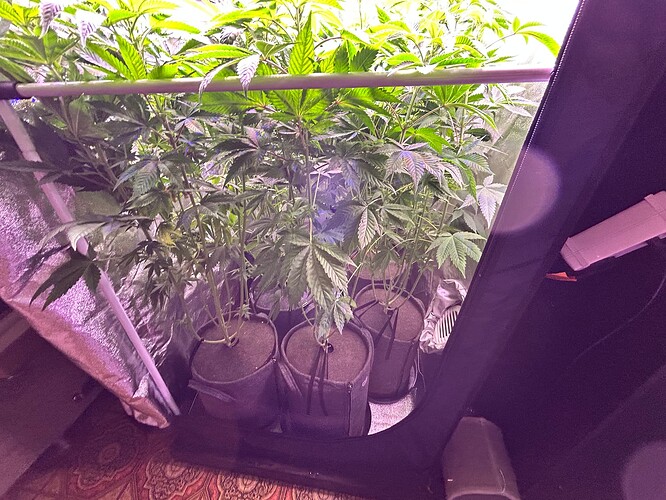 Growreport Bild 3