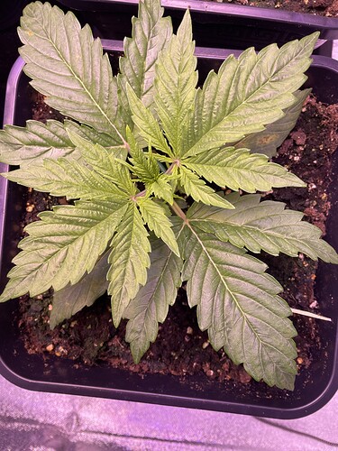 Growreport Bild 4