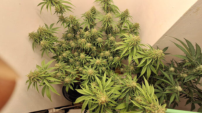 Growreport Bild 316