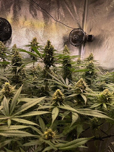 Growreport Bild 36