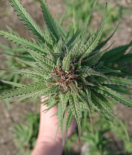 Growreport Bild 42