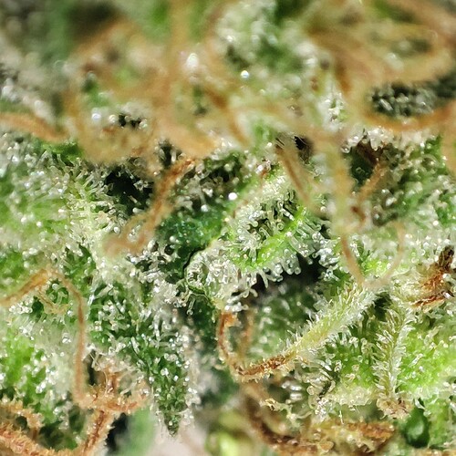 Growreport Bild 18