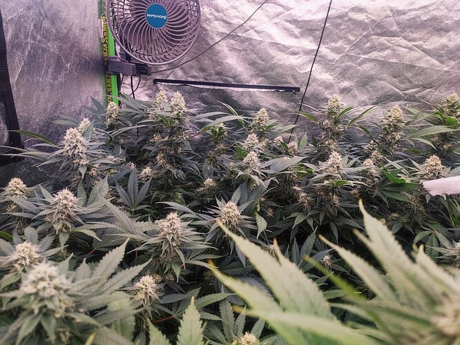 Growreport Bild 31
