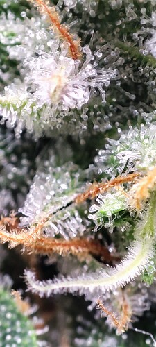 Growreport Bild 13