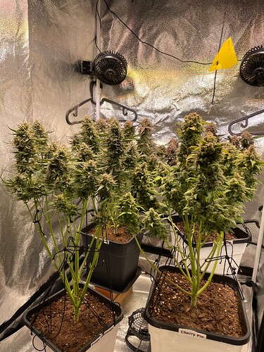 Growreport Bild 43