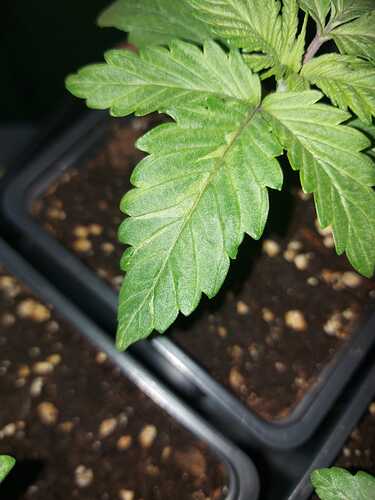 Growreport Bild 6