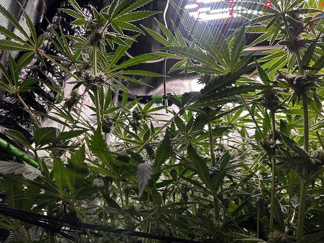 Growreport Bild 32