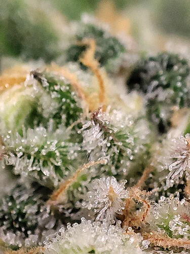 Growreport Bild 24