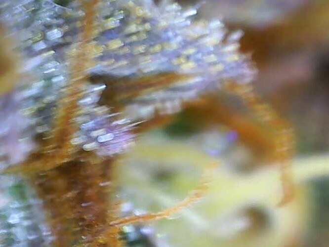 Growreport Bild 3