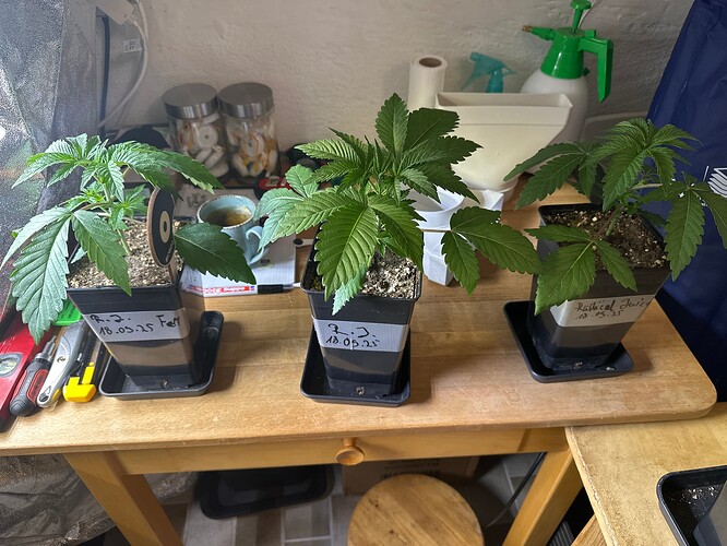 Growreport Bild 5