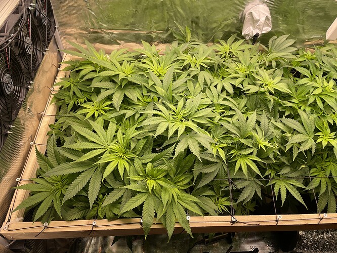Viele junge Cannabispflanzen in der Wachstumsphase, die dicht beieinander in einem Holzrahmen stehen. Lüfter sind an der linken Seite sichtbar.