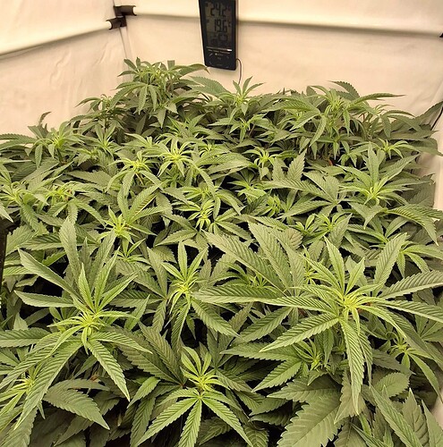 Growreport Bild 27