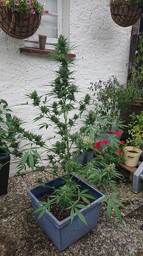 Growreport Bild 4